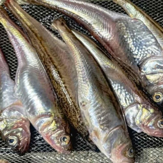 냉동 도루묵 500g 알도루묵 제철도루묵 동해안도루묵 묵호항도루묵