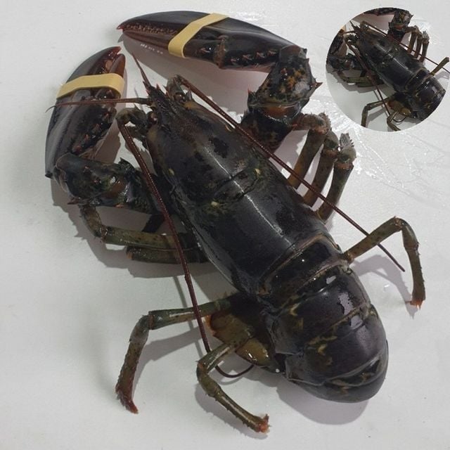 랍스타 랍스타한마리 활 랍스터 1미