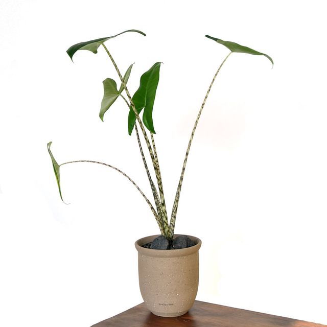 베하몰 프리미엄 수제토분 N107 15x16cm 에단그레이 - 인테리어 화분 - 이미지 9