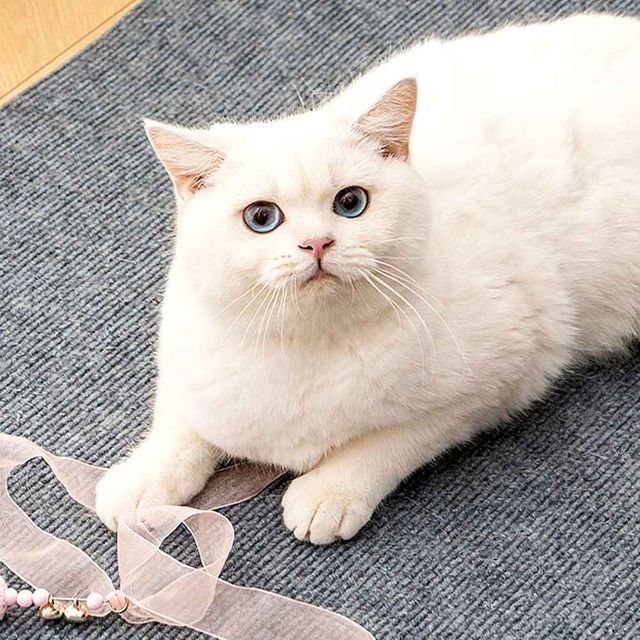고양이 스크래치 패드 고양이스크레쳐 고양이스크래쳐 - 이미지 1