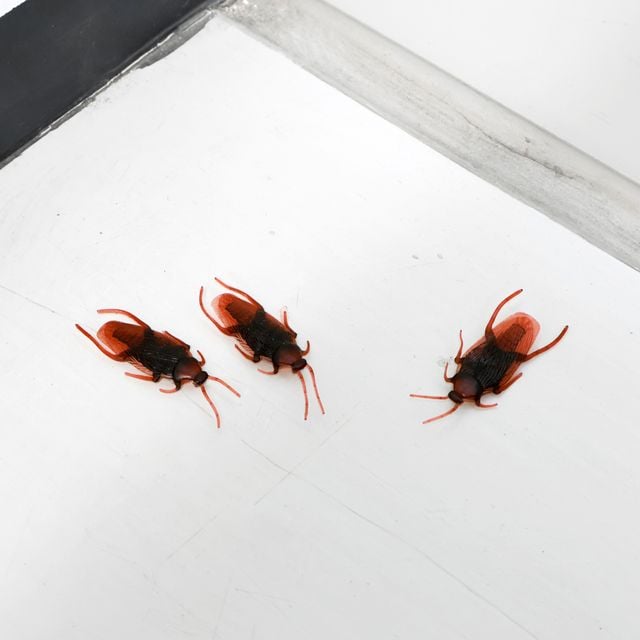 바퀴벌레 모형 10p 곤충모형 벌레장난감 - 이미지 4