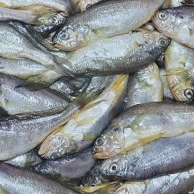 국내산 참조기 2kg 참조기생선 국산참조기 조기선물 조기생선