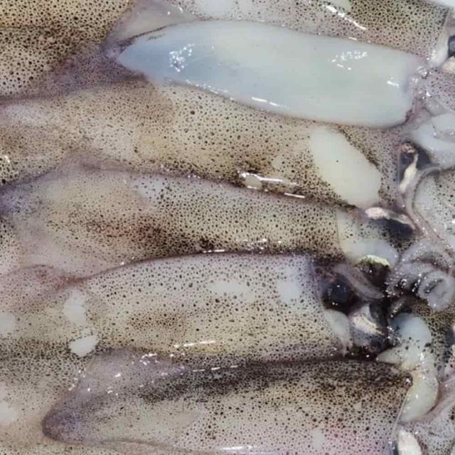 한치 1kg 총알한치요리 냉동수산물 한치통찜 급냉한치