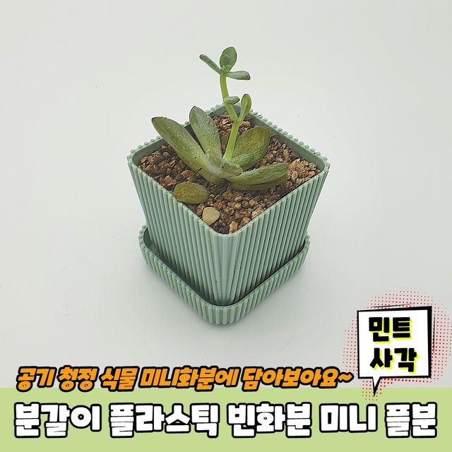 P1 분갈이 플라스틱 빈화분 미니 플분 민트 사각 - 이미지 2