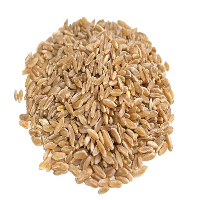 호라산밀/튀르키예산 1kg