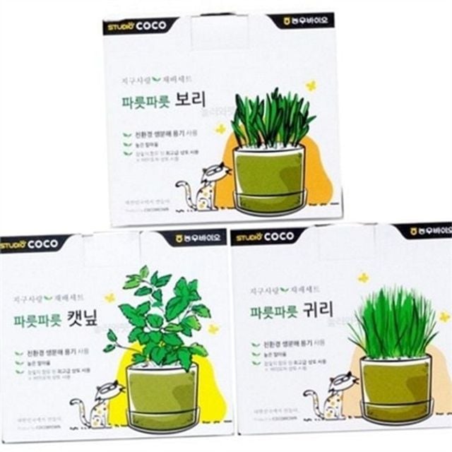 반려묘풀 캣 그라스 씨앗 키우기 고양이 재배 귀리 보리