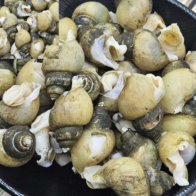 국내산 냉동 골뱅이 1kg 바다수산 냉동조개살 손질골뱅이 해산물요리