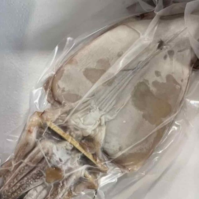 반건조오징어 5미 맥주안주 오징어피데기 술안주베스트 오징어버터구이