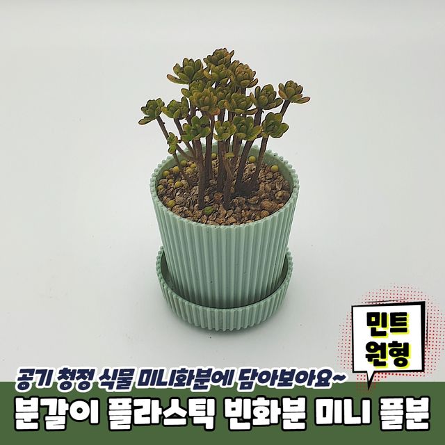 P1 분갈이 플라스틱 빈화분 미니 플분 민트 원형 - 이미지 2