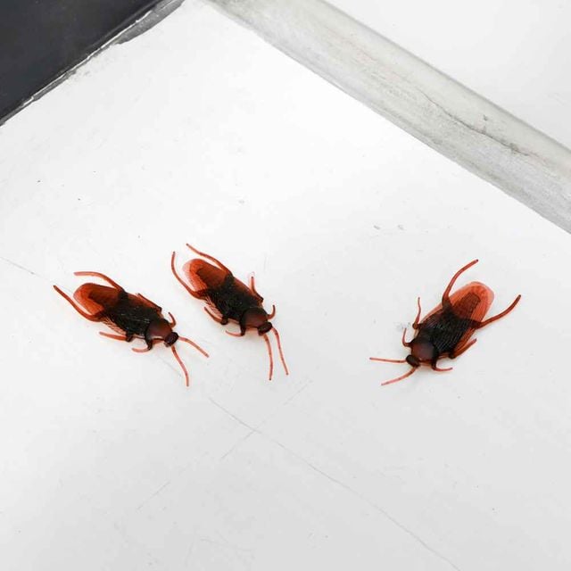 바퀴벌레 모형 10p 곤충모형 벌레장난감