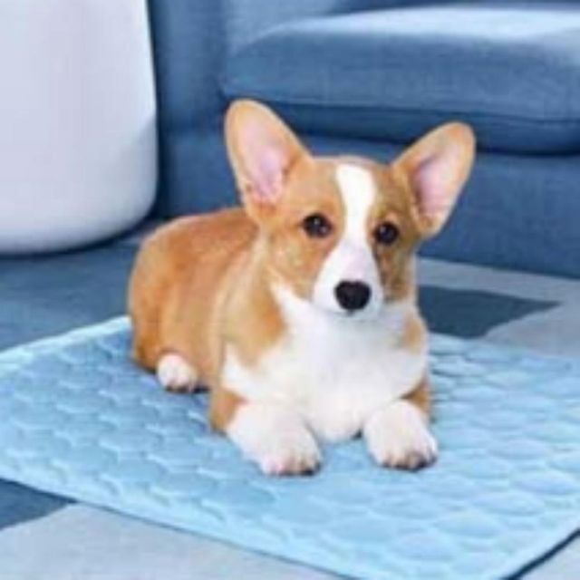 여름 펫용품 애견 쿨방석 반려동물 강아지 고양이 시원한 매트 패드 냉감 강아지쿨매트 고양이여름방석 애