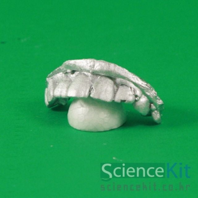 석고 과학수업 영재 과학 본뜨기 이빨 학습 교재 구강 만들기키트