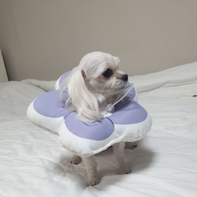 꽃피는 강아지 고양이 쿠션 넥카라 퍼플 M
