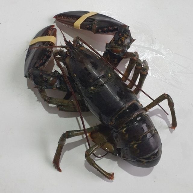 혜명몰 활 랍스터 랍스타 1미 캐나다랍스타 랍스터가재 활랍스터 활랍스타 가재