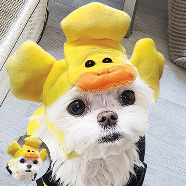 고양이악세사리 반려견악세사리 펫 이벤트 모자 오리