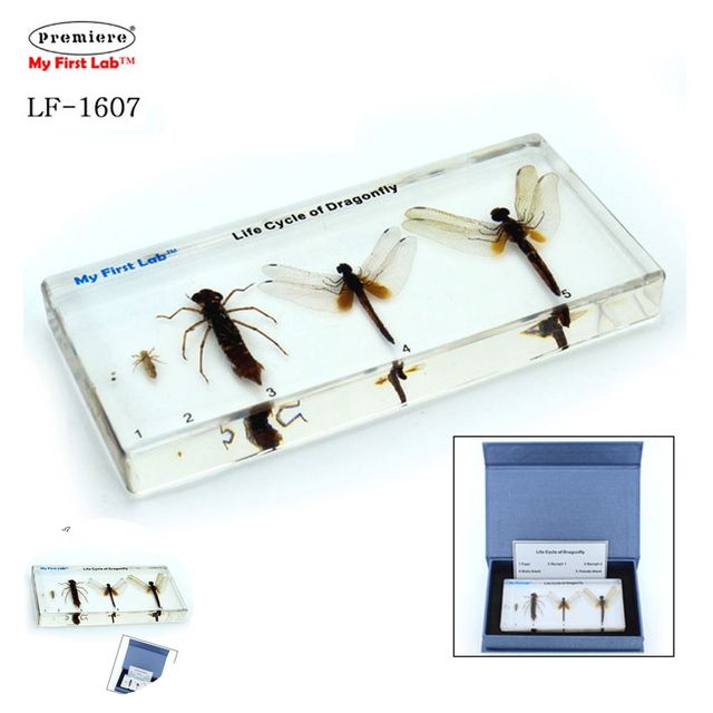곤충탐험놀이세트 곤충탐구키트 LF-1607 성장표본 잠자리