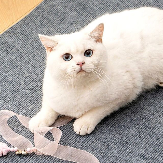 고양이 스크래치 패드 고양이스크레쳐 고양이스크래쳐 - 이미지 5