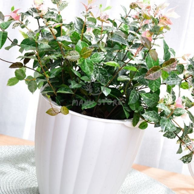 심지화분저면관수 심지화분 자동급수 화분 16.5x16cm