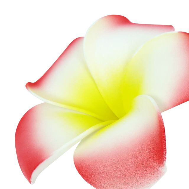 하와이 꽃 꽃오브제 하와이안꽃 - 이미지 5