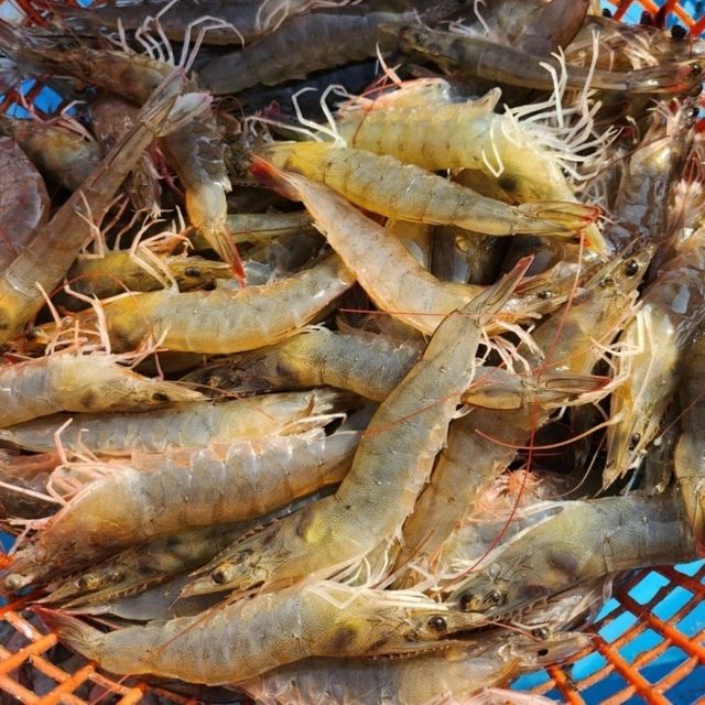 국내산 활 흰다리새우 2kg