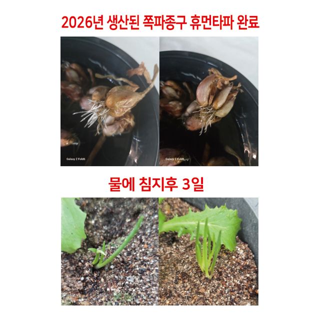 예천쪽파종구 휴면타파완료 쪽파씨 500g 예천산쪽파종자 모종 - 이미지 2