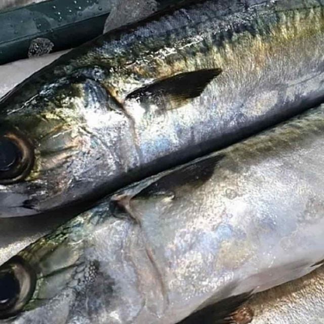 국내산 냉동 고등어 10미 큰고등어 고등어살 참고등어 에어프라이어생선