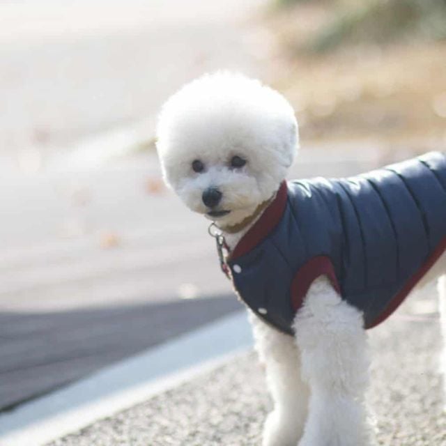 애견 겨울 패딩 (네이비) 강아지겨울올인원 강아지털옷