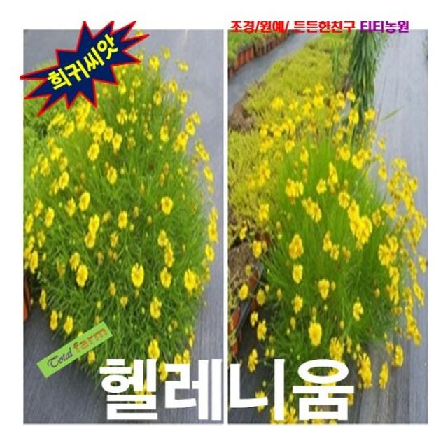 (씨앗나라) 텍사스슈퍼스타 (헬레니움 다코타골드) 씨앗 15립