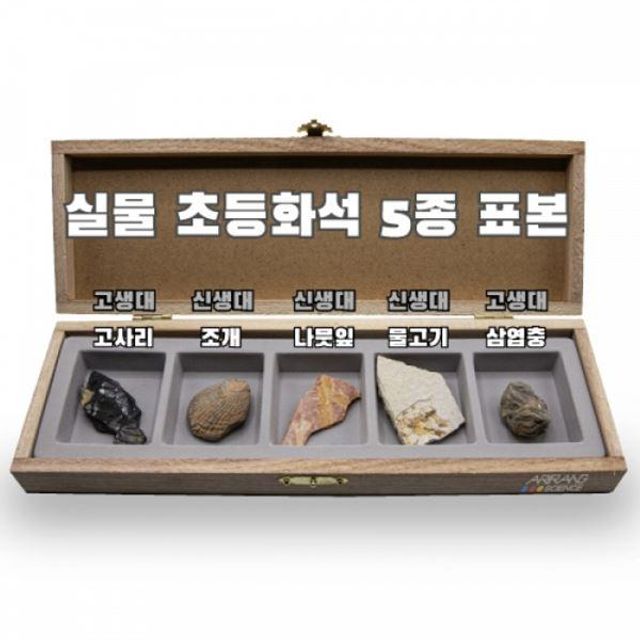 ARI-D4503-5p 실물 아리랑과학 화석표본 2022 5종 초등화석 랍슨유통