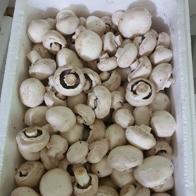 화이트 양송이버섯 1kg / 특품