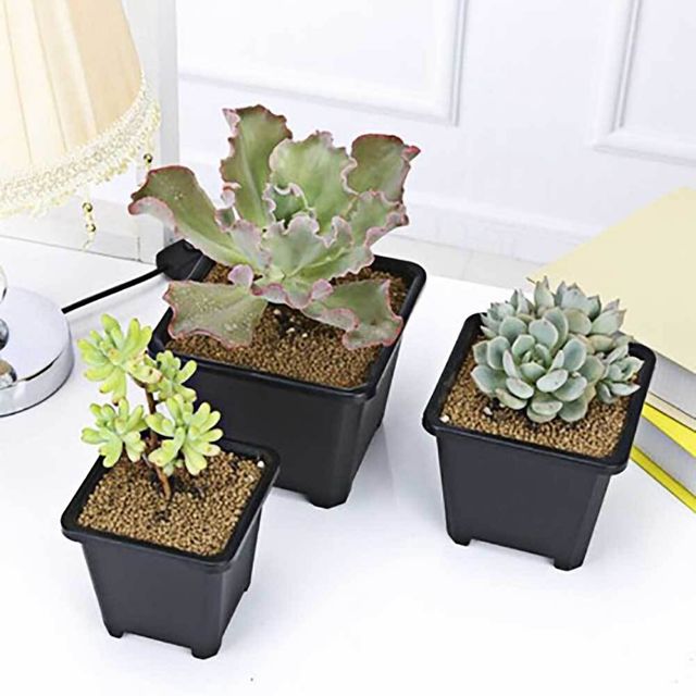 사각 화분 9cm 포트 다육이
