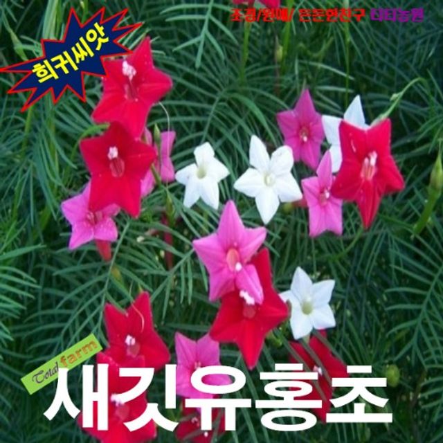 (씨앗나라) 새깃유홍초 3색혼합 씨앗 10립