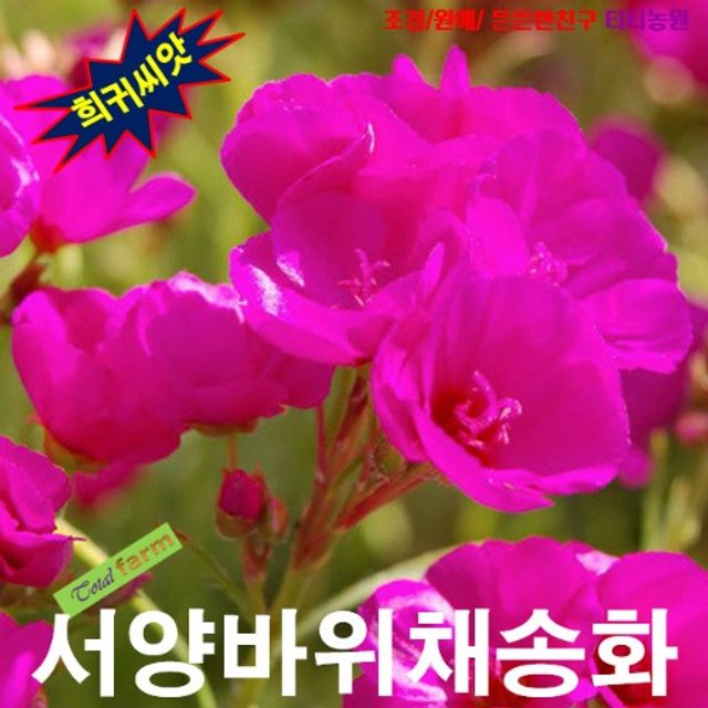 (씨앗나라) 서양바위채송화 씨앗25립