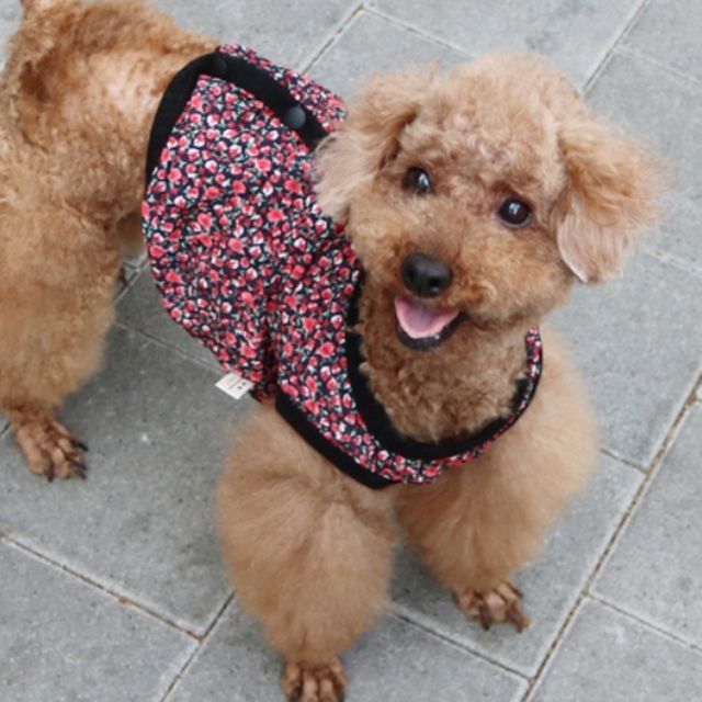 강아지 촌캉스 여름 조끼 블랙 2XL 1P 할머니 시골