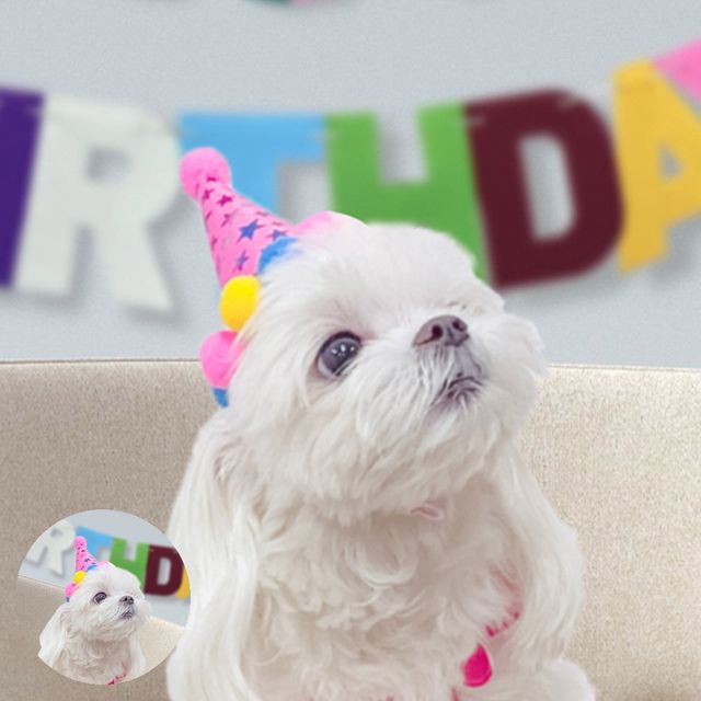 애견고깔 애견파티모자 펫 이벤트 생일파티 고깔모자 EVA