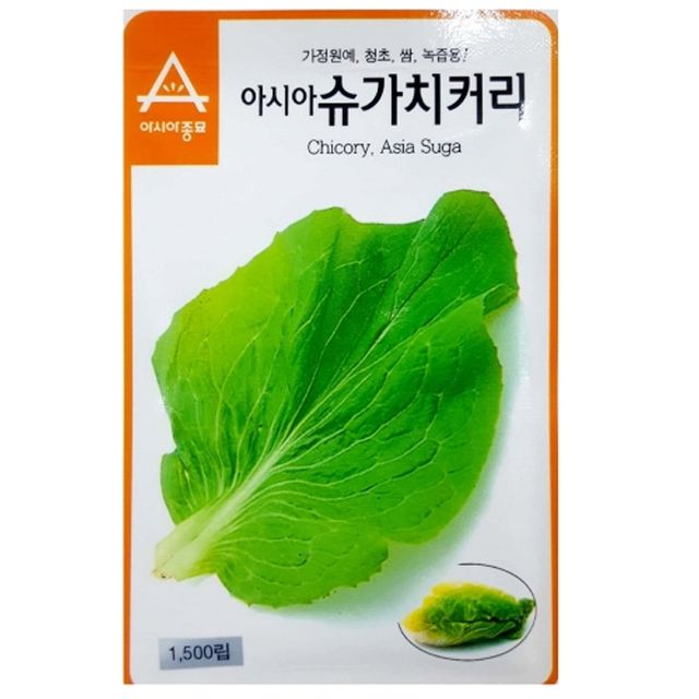 쌈 샐러드용 슈가치커리 씨앗 단맛 치커리 종자