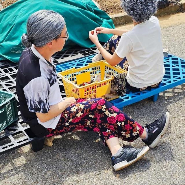 할머니 바지 꽃무늬 몸빼 촌캉스