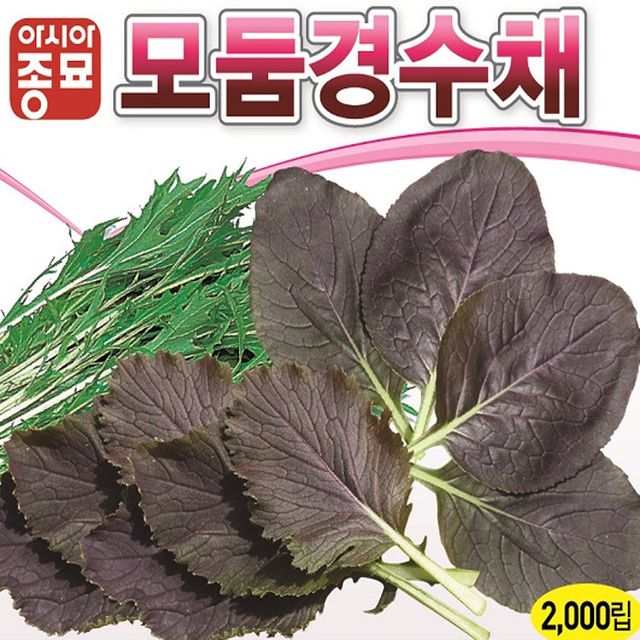 상추씨앗 모둠경수채 2000립 샐러드종자