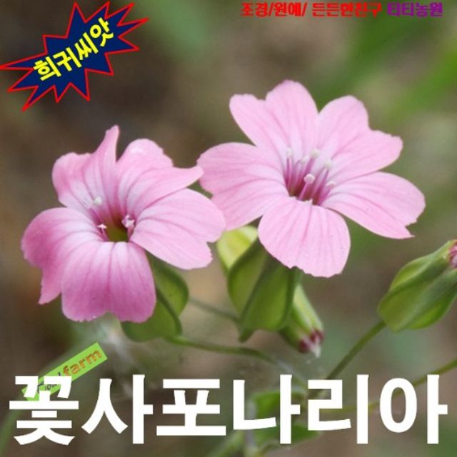 (씨앗나라) 관상용 말뱅이나물(꽃사포나리아) 씨앗 15립