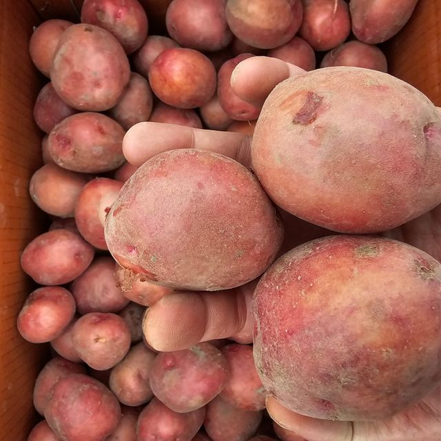 국내산 홍감자 2kg / 왕특 / 개당 160g~220g내외