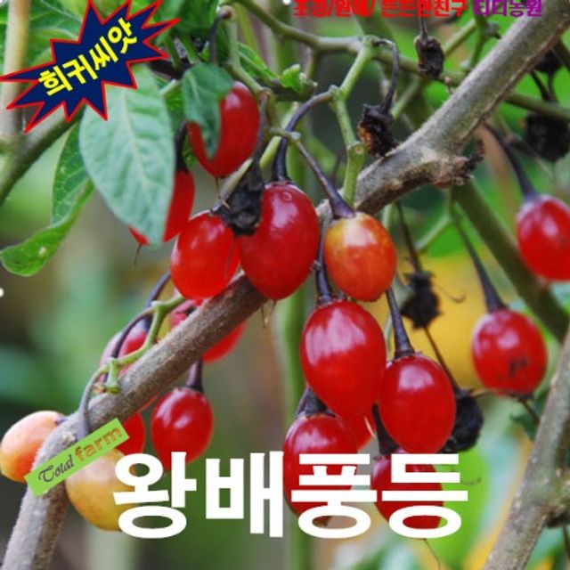(씨앗나라) 야생식물 왕배풍등 씨앗 5립