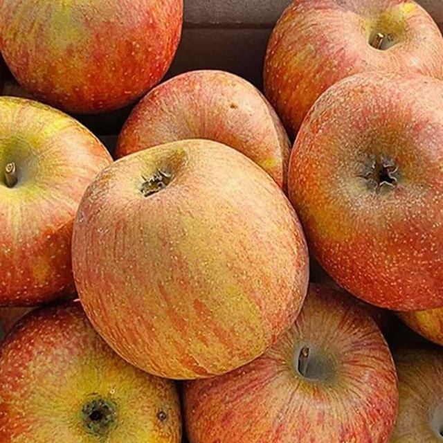 부사 사과 못난이 3kg 꿀부사사과 부사꿀사과 사과선물세트 가정용부사