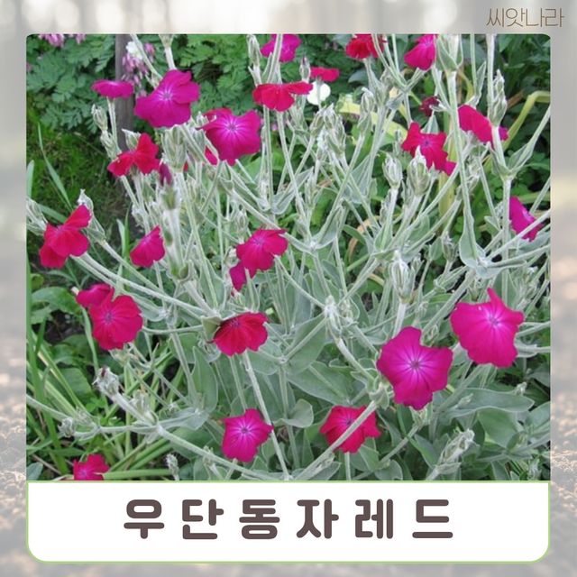 씨앗나라) 우단동자 레드 10립