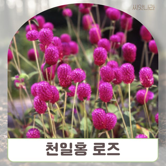 천일홍 씨앗 로즈 50립 (천일동안 변함없는 천일홍)