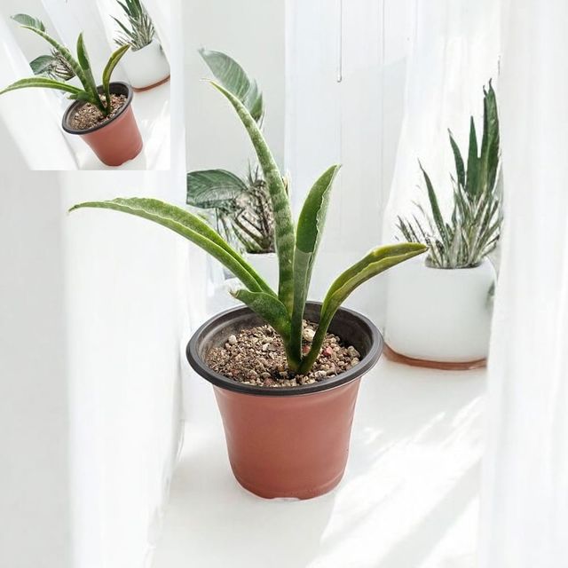 모종포트 모종화분 9cm 정원가드닝포트 플라스틱화분 심기용9cm 재배화기