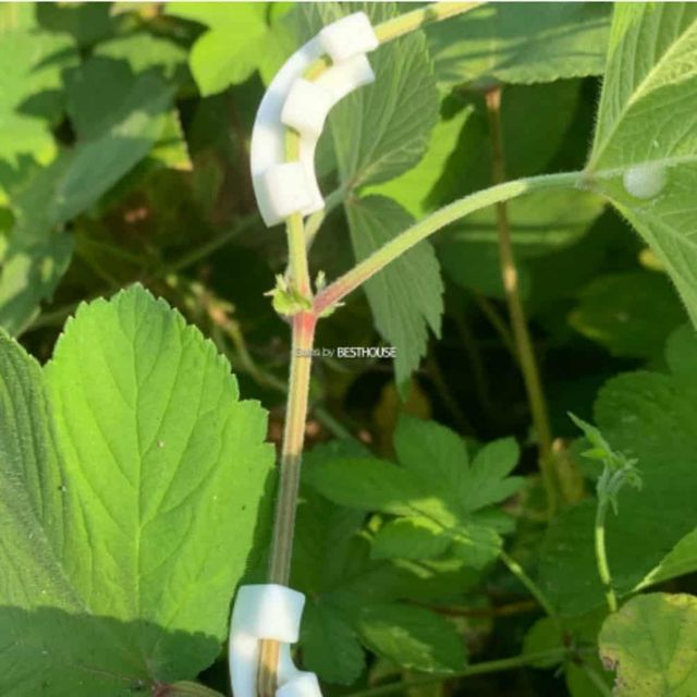 식물 90도 고정 지지대 클립 (10개) 식물고정대 가드닝소품