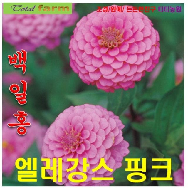 ((씨앗나라) 백일홍- 엘레강스 루미노사 핑크 10립