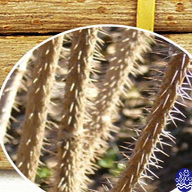 국내산 오가피 나무 100g X 10