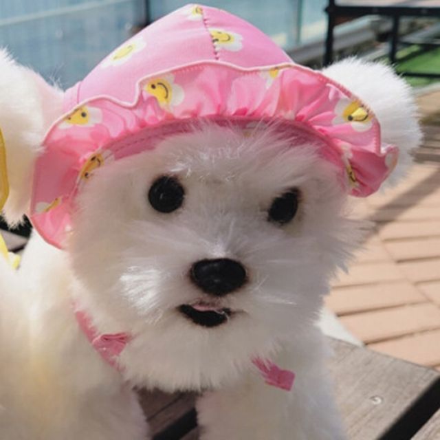 강아지 데이지 X자 수영복 모자 핑크 1P 물놀이 수모