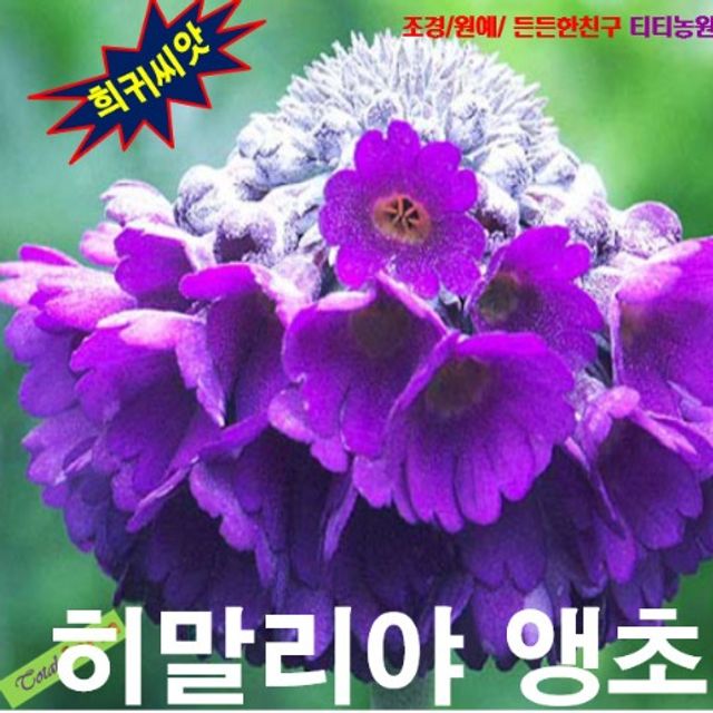 씨앗나라) 히말라야앵초 씨앗 25립